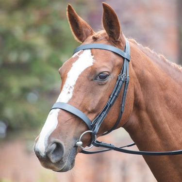 Avignon Havana Hunter Cavesson Bridle - Extra Full| Online For Equine