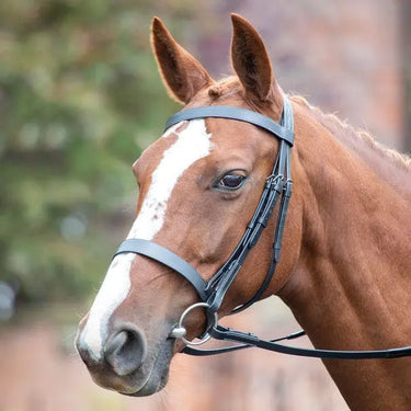 Avignon Havana Hunter Cavesson Bridle - Extra Full| Online For Equine