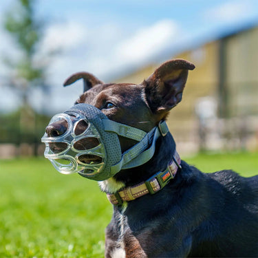 Baskerville Invisa Basket Muzzle| Online For Equine