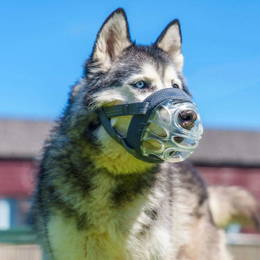 Baskerville Invisa Basket Muzzle| Online For Equine