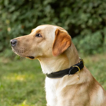 Benji & Flo Deluxe Padded Leather Dog Collar| Online For Equine