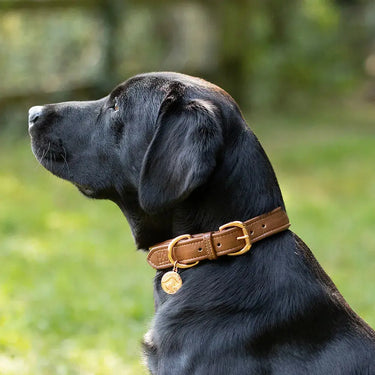 Benji & Flo Deluxe Padded Leather Dog Collar| Online For Equine