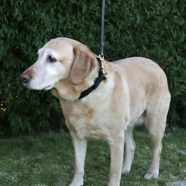 Benji & Flo Deluxe Padded Leather Dog Lead| Online For Equine