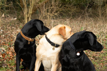Benji & Flo Noble Suede Dog Collar| Online For Equine