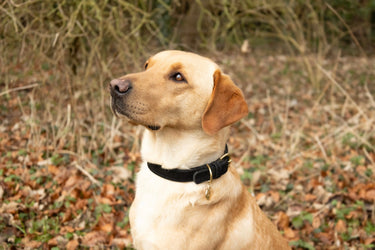 Benji & Flo Noble Suede Dog Collar| Online For Equine