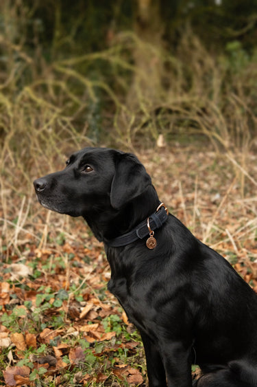 Benji & Flo Noble Suede Dog Collar| Online For Equine