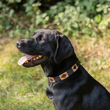 Benji & Flo Sublime Polo Leather Dog Collar| Online For Equine