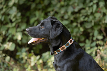 Benji & Flo Sublime Polo Leather Dog Collar| Online For Equine