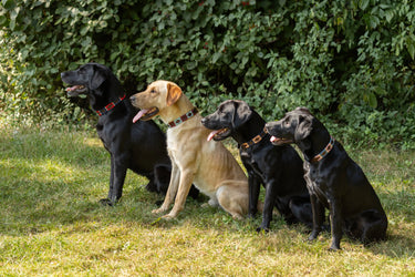 Benji & Flo Sublime Polo Leather Dog Collar| Online For Equine