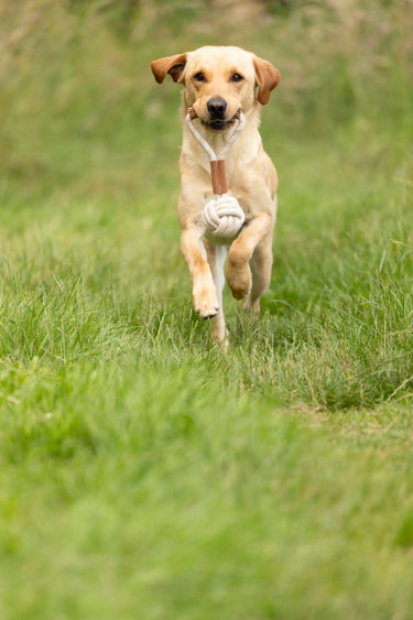 Benji & Flo Tug 'n' Play Dog Toys| Online For Equine