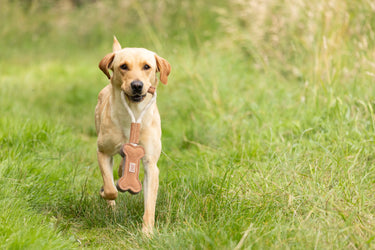 Benji & Flo Tug 'n' Play Dog Toys| Online For Equine