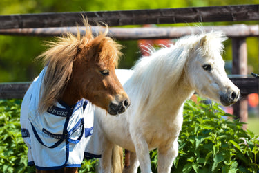 Bucas Freedom Fly Sheet Pony Rug| Online For Equine