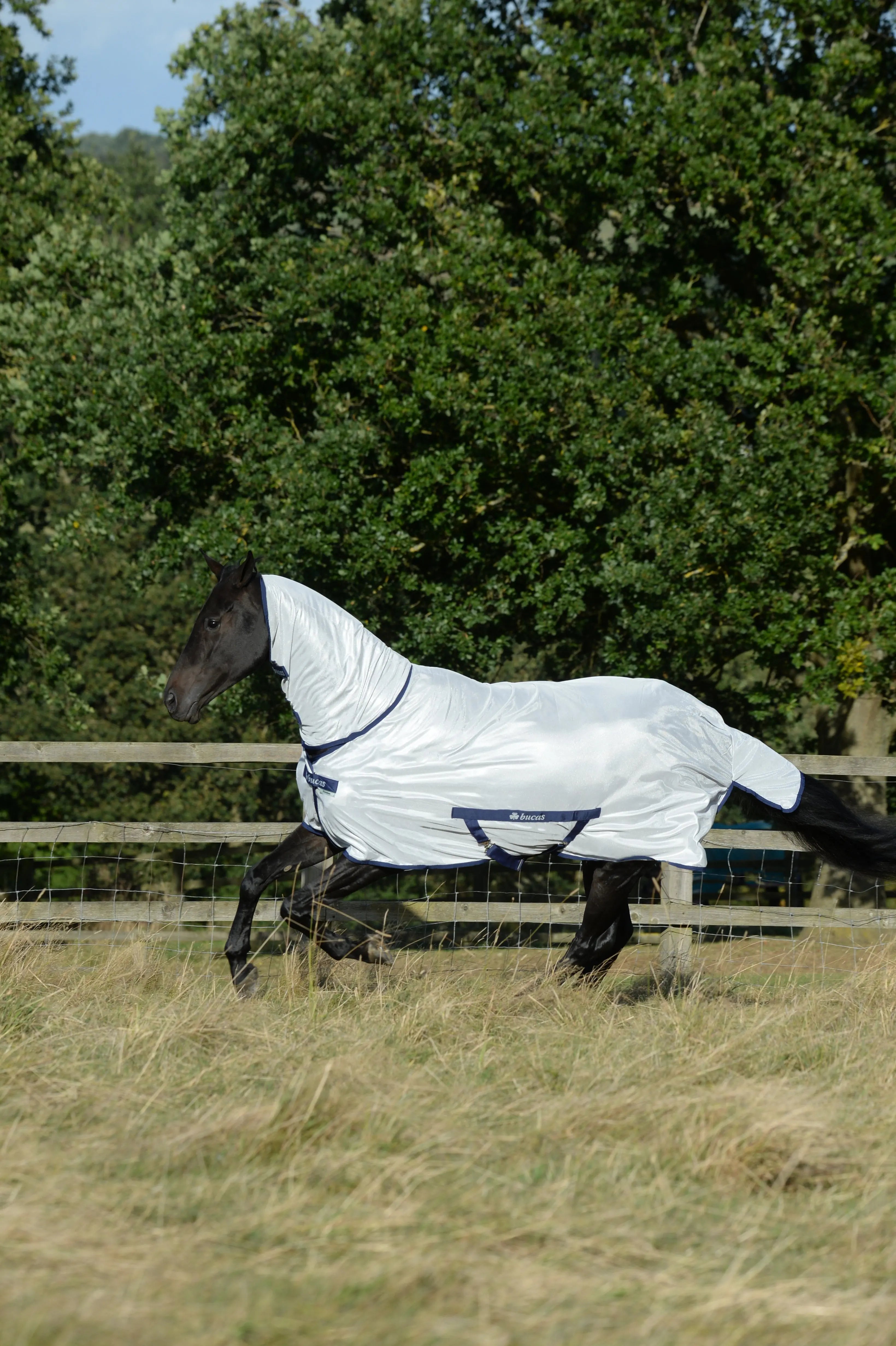 Freedom Fly Bucas Freedom Fly Sheet Rug | Online For Equine
