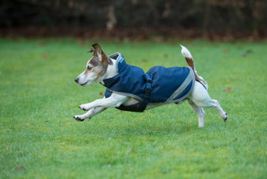 Bucas Freedom Rip-Stop Dog Rug 300g| Online For Equine