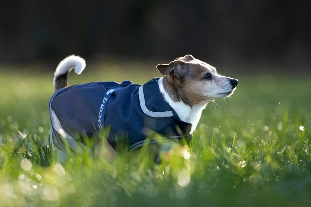 Dog Rip Rug Bucas Freedom Rip-Stop Small Dog Rug 150g | Online For Equine