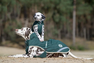 Bucas Green Line Large Dog Rug| Online For Equine