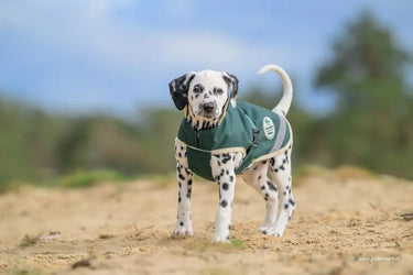 Bucas Green Line Small Dog Rug| Online For Equine