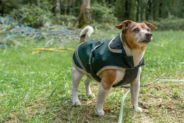 Bucas Green Line Small Dog Rug| Online For Equine
