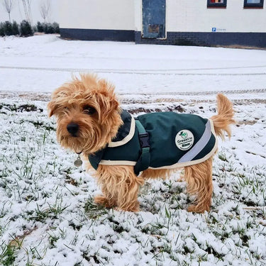Bucas Green Line Small Dog Rug| Online For Equine