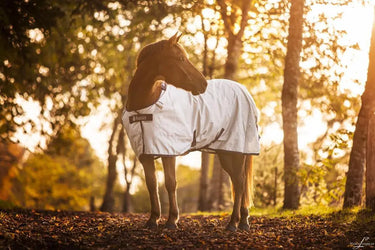 Bucas Power Turnout Medium Rug| Online For Equine