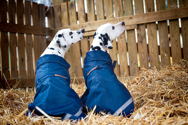 Bucas Therapy Large Dog Rug| Online For Equine
