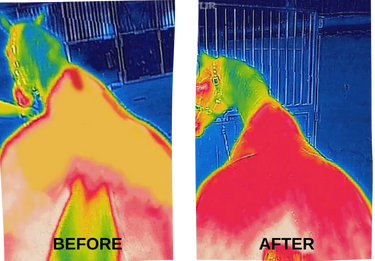 Bucas Therapy Mesh Cooler Rug| Online For Equine