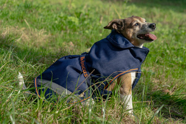 Bucas Therapy Small Dog Rug 150g| Online For Equine