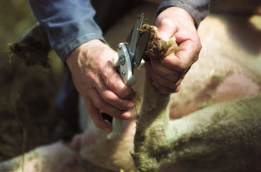 Burgon & Ball Agri Plain Footrot Shear| Online For Equine