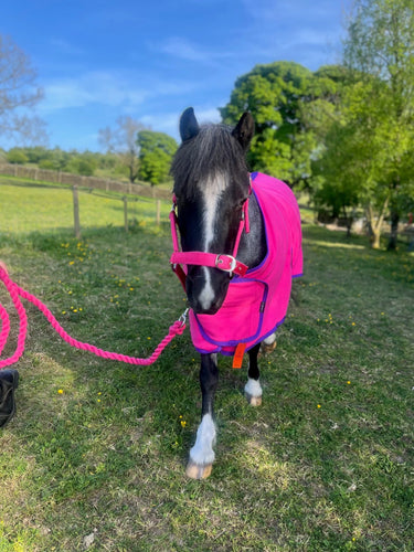 Cameo Equine Hot Pink Elevate Fleece Show Rug
