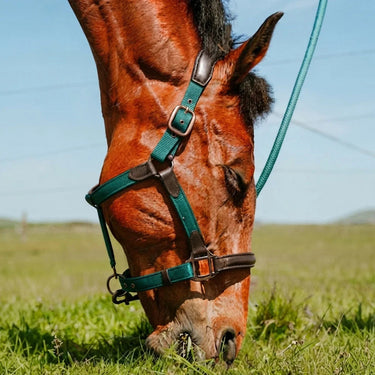 Cameo ComfortPro Headcollar| Online For Equine