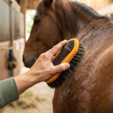 Cameo Dandy Brush| Online For Equine