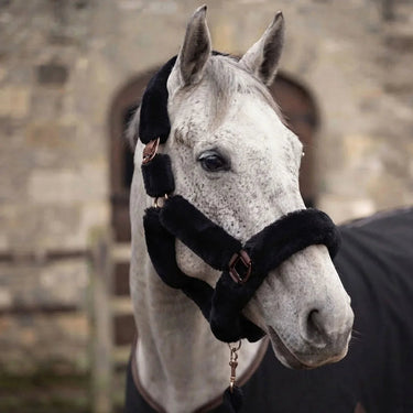 Cameo Deluxe Headcollar| Online For Equine