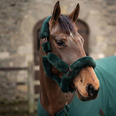 Cameo Deluxe Headcollar| Online For Equine