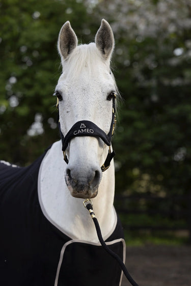 Cameo Equine Black Suede Elite Headcollar & Leadrope| Online For Equine