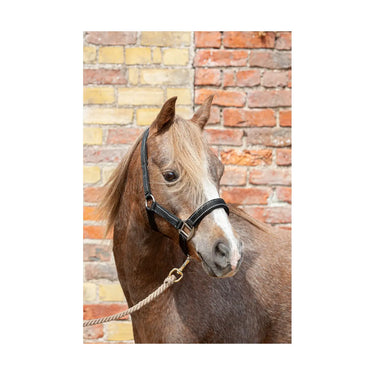 Buy Cameo Reflective Fieldsafe Headcollar| Online for Equine