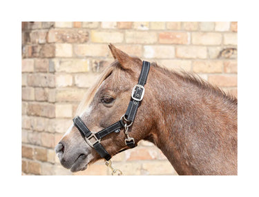 Buy Cameo Reflective Fieldsafe Headcollar| Online for Equine