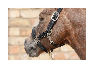 Buy Cameo Reflective Fieldsafe Headcollar| Online for Equine