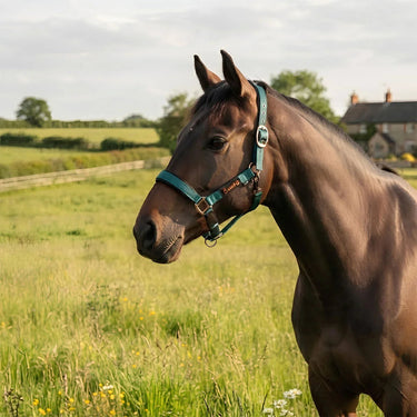 Cameo Sentinel FieldSafe Headcollar| Online For Equine