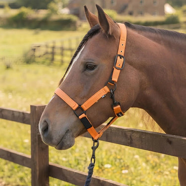Cameo Sentinel FieldSafe Headcollar| Online For Equine