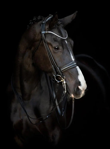 Buy Catago Double Rolled Bridle| Online for Equine