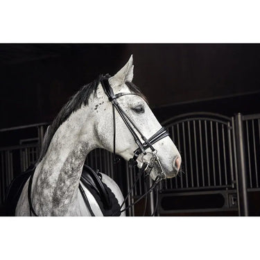 Buy Catago Double Rolled Bridle| Online for Equine