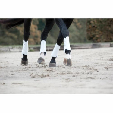 Buy Catago Dressage Boots| Online for Equine