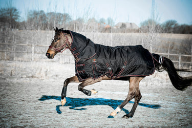 Catago Endurance Rug 500G| Online For Equine
