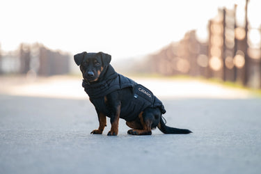Catago Fir-Tech Puffer Dog Rug| Online For Equine