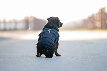 Catago Fir-Tech Puffer Dog Rug| Online For Equine
