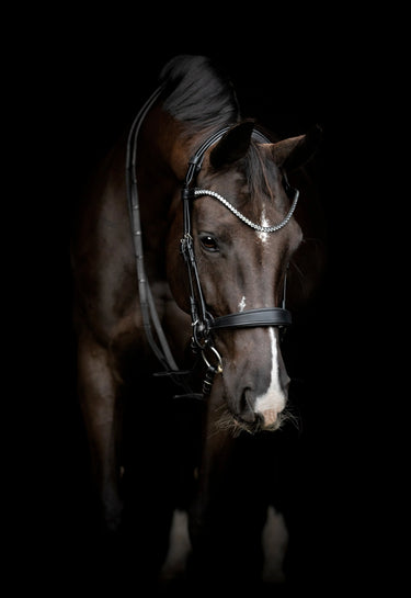 Catago Gentle Noseband With Connection Rings| Online For Equine