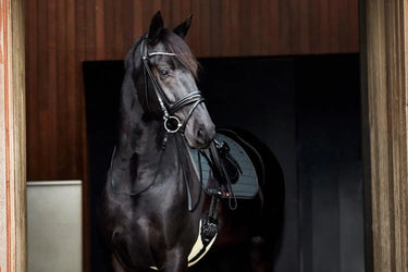 Buy Catago Girth With Faux Fur| Online for Equine