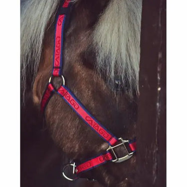 Buy Catago Halter| Online for Equine