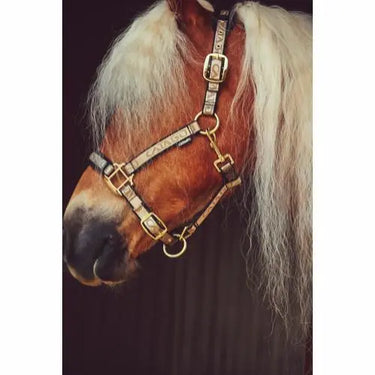 Buy Catago Halter| Online for Equine