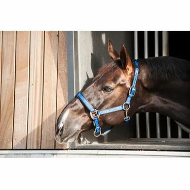 Buy Catago Halter| Online for Equine